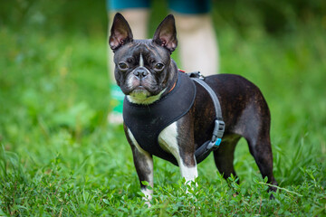 A dog of the Boston Terrier breed in close-up on a green meadow. The dog Boston Terrier is playing in the park.
