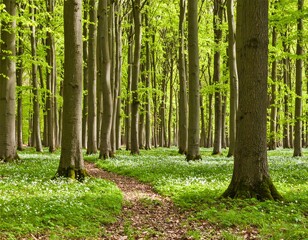 Naklejka premium Sunlight path through a springtime forest