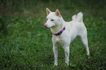 A dog of the Shiba Inu breed in close-up on a green meadow. The white dog Shiba Inu is playing in the park.