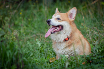 A Pembroke Welsh Corgi dog walks on the green grass in a summer park. The dog is smiling. Close-up.