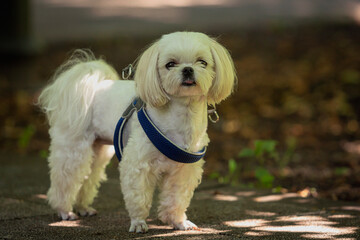 A  of the Maltese dog breed in close-up on the park.