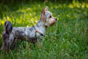 Cute portrait of a Yorkshire Terrier dog on a walk on a sunny day.