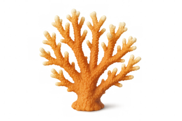 Orange coral isolated with transparent background showing ramifications