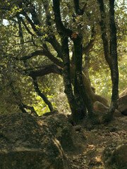 Fototapeta premium Discover ancient, gnarled trees with lush foliage and mossy rocks, creating a mysterious, enchanting forest atmosphere.