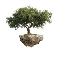 Floating tree on a rock