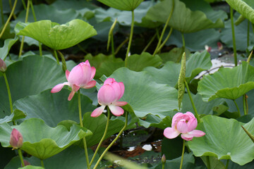 ハスの花