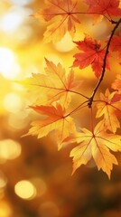 Maple tree leaves leaf background autumn.
