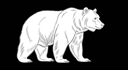 polar bear vector illustration