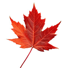 Obraz premium A single colorful autumn maple tree leaf isolated on a transparent background png