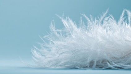 Obraz premium Soft white feathers against a light blue backdrop