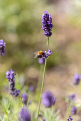 Purple lavender blooming in summer