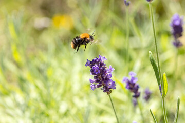 Purple lavender blooming in summer