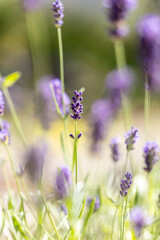 Purple lavender blooming in summer