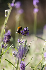 Purple lavender blooming in summer