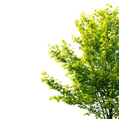 Obraz premium Lush green treetop branches against a black background