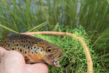 Rainbow Trout caught fly fishing. Fly fishing accessories.