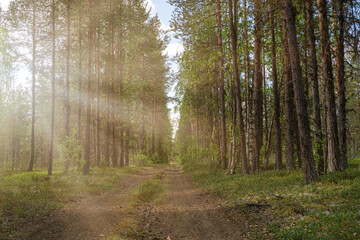 Shafts of sunlight filter through a misty forest, casting a warm, golden glow along a peaceful trail. Ethereal morning atmosphere creates a serene environment, which radiates tranquillity and beauty.
