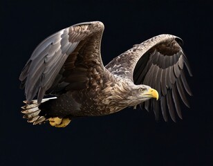 Powerful eagle in flight against dark backdrop