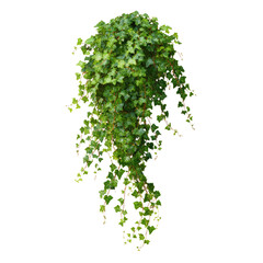 Fototapeta premium Lush green hanging ivy plant
