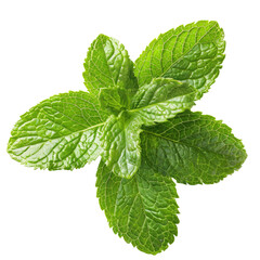 Close-up of vibrant green mint leaves