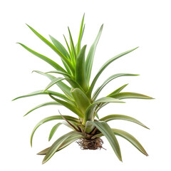 Obraz premium Close-up of a vibrant pineapple plant (1)