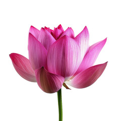 Fototapeta premium Close-up of a vibrant pink lotus flower