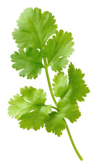 Cilantro Leaf: A fresh cilantro leaf, showcasing its vibrant green color and delicate texture, perfect for adding a burst of flavor to culinary creations.