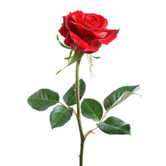 Single vibrant red rose with green leaves on a dark background