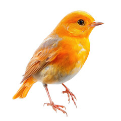 Vibrant orange bird, profile view