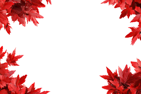 Red maple leaves frame
