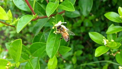 Fototapeta premium Honeybee on a flower