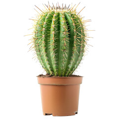 A spiky, round cactus in a terracotta pot