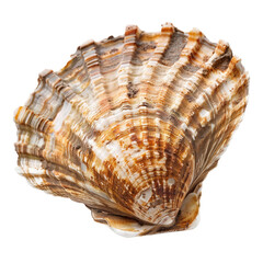 Obraz premium Close-up of a seashell, intricate patterns, natural colors