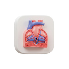 This vibrant three-dimensional model provides an insightful look into the intricate chambers and vessels of the human heart.