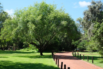 Acacia karroo Tree in Free State National Botanical Garden, South Africa