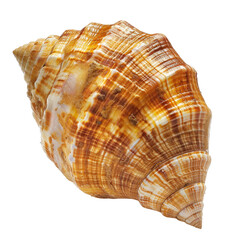 Obraz premium Close-up of a spiral seashell, intricate patterns