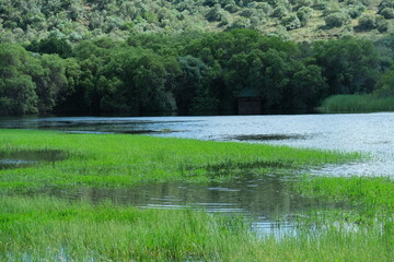 Serene Wetland Vegetation in Free State National Botanical Garden