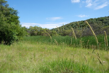 Themeda triandra Grass in Free State National Botanical Garden, South Africa