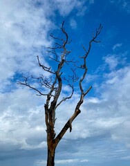 single dried tree with bare branches stands tall under a vibrant blue sky filled with clouds.