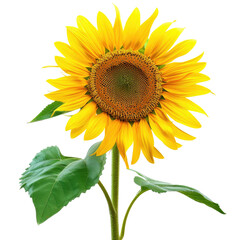 Obraz premium Bright sunflower with green leaves