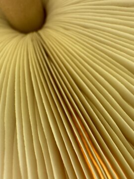Close-up of the underside of a mushroom