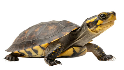 Fototapeta premium turtle isolated on white background