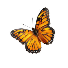 Obraz premium Orange butterfly, wings spread, in flight