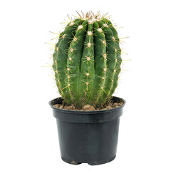 Small, round cactus in dark pot