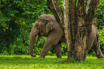Obraz premium Elephants are large mammals and are the largest land animals. Wild elephants eat plants. They are big, have a small head, big legs, and have a trunk that reaches to the ground. That trunk is the nose.