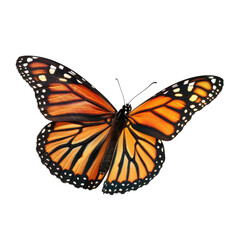 Fototapeta premium Monarch butterfly in flight, vibrant orange and black wings
