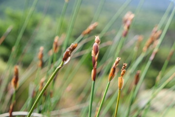 Juncus Grasses at Kirstenbosch National Botanical Garden