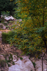 Warm autumnal tree with vibrant yellow and green leaves, set against a rocky, natural landscape. Ideal for nature and seasons.
