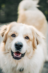 Fototapeta premium Fluffy dog smiles close to camera with bright eyes and open mouth