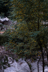 Vibrant tree with green and yellow leaves against a soft, rocky background, perfect for nature, autumn, and botanical themes.
